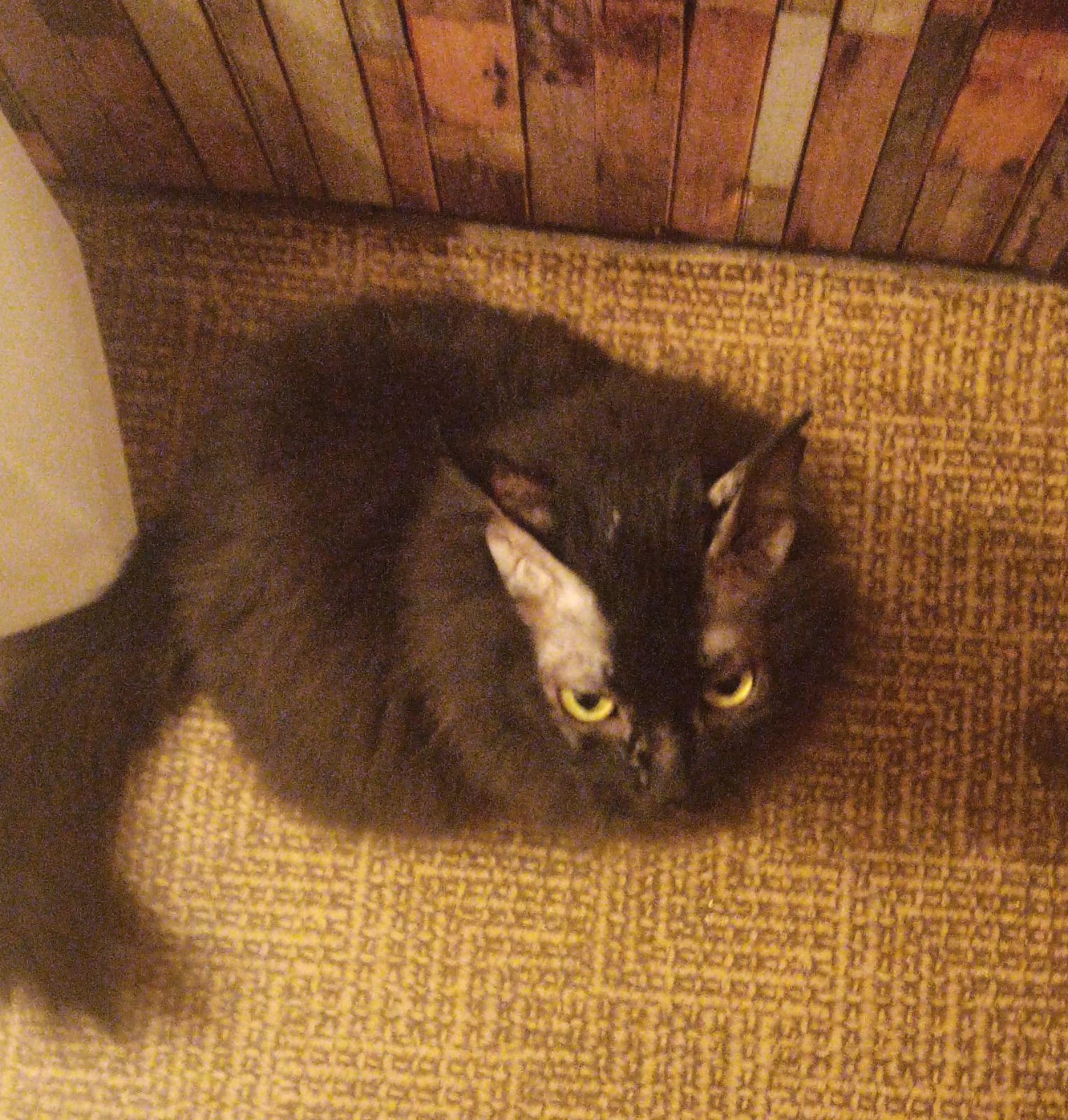 cat.jpg