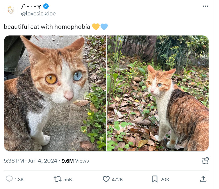 cat_with.jpg